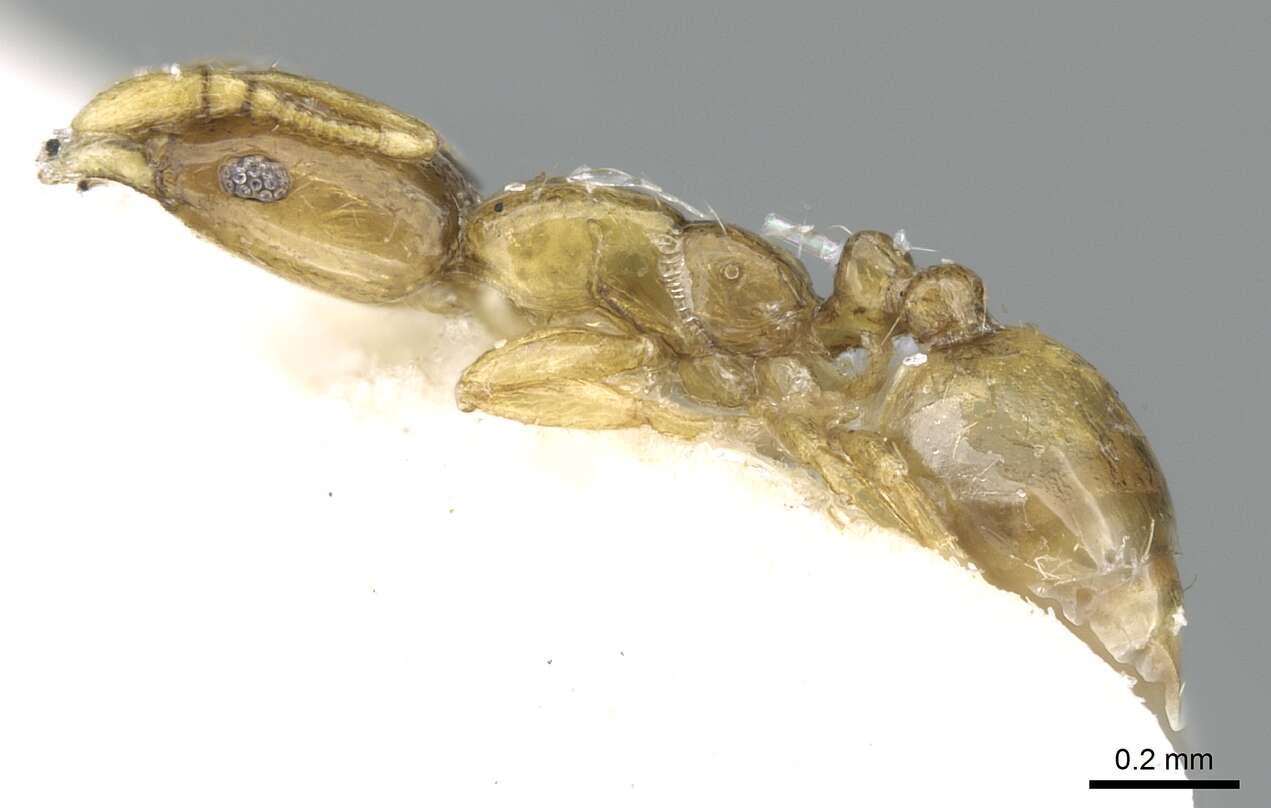 Image of Monomorium exiguum Forel 1894