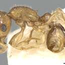 Image of Tetramorium hirsutum