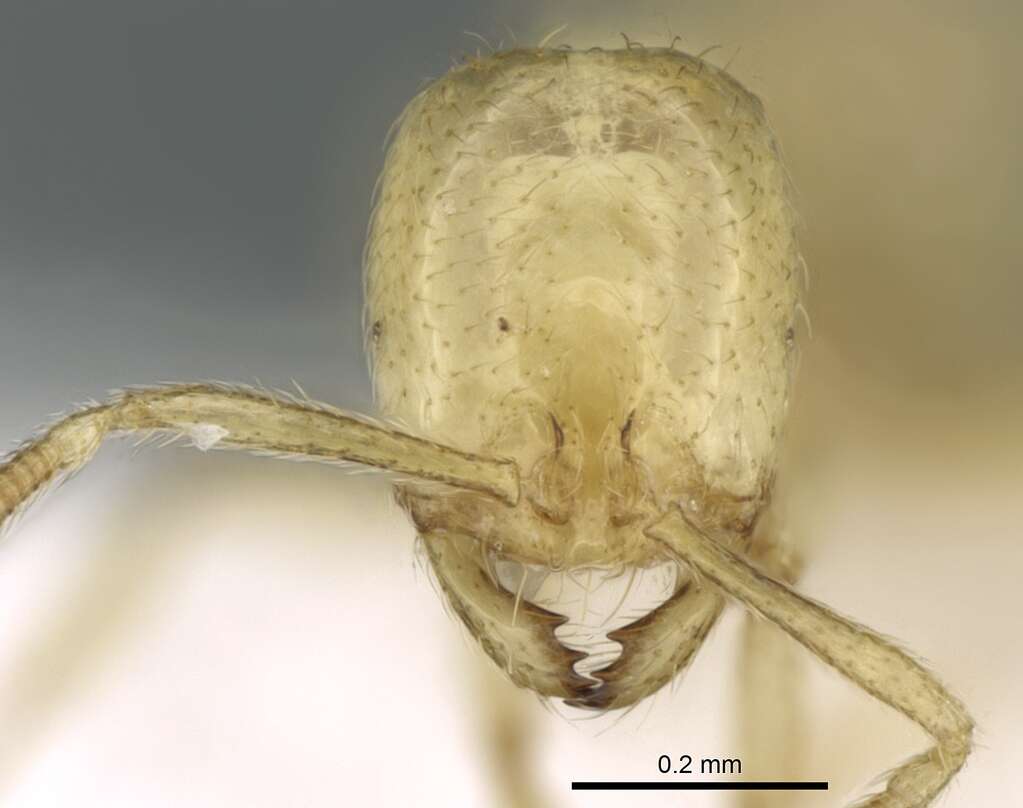 Image of Syllophopsis cryptobia