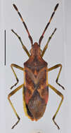 Gonocerus juniperi Herrich-Schäffer 1839 resmi