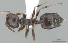 Image of Crematogaster aegyptiaca Mayr 1862