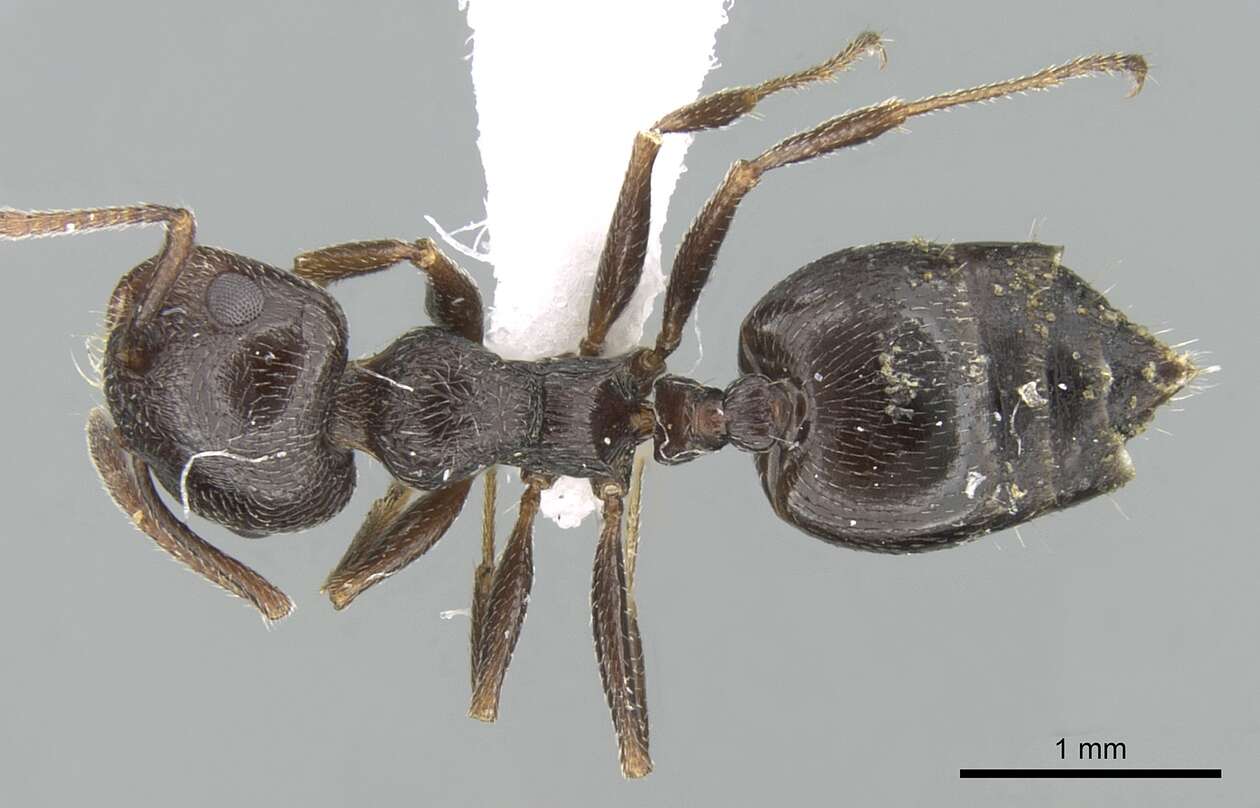 Image of Crematogaster aegyptiaca Mayr 1862