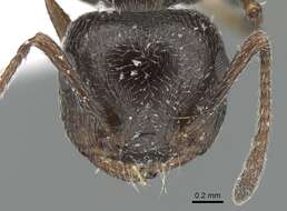 Image of Crematogaster aegyptiaca Mayr 1862