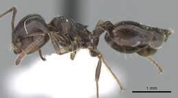 Image of Crematogaster aegyptiaca Mayr 1862