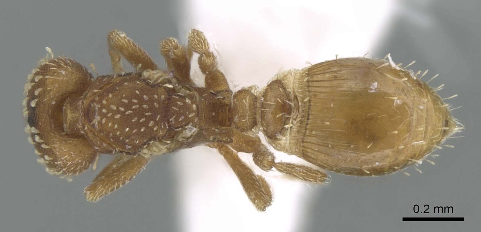 Image of Strumigenys emmae