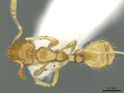 Image of Monomorium exiguum Forel 1894