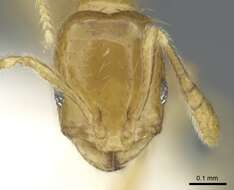 Image of Monomorium exiguum Forel 1894