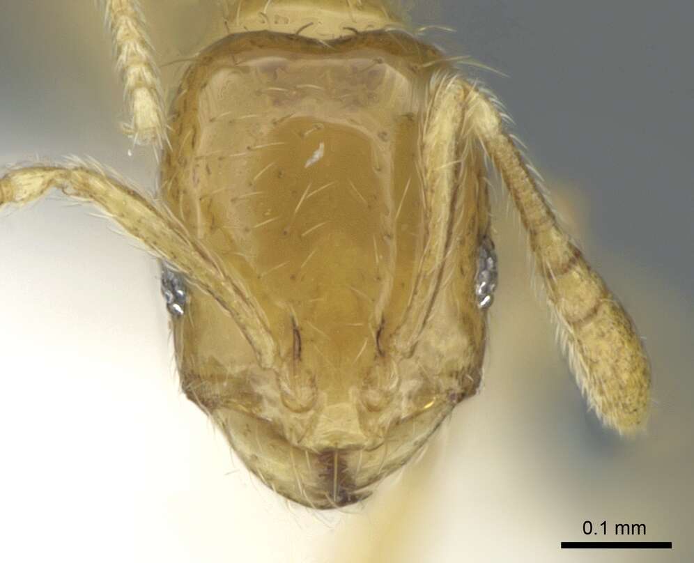 Image of Monomorium exiguum Forel 1894