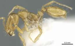 Image of Monomorium exiguum Forel 1894
