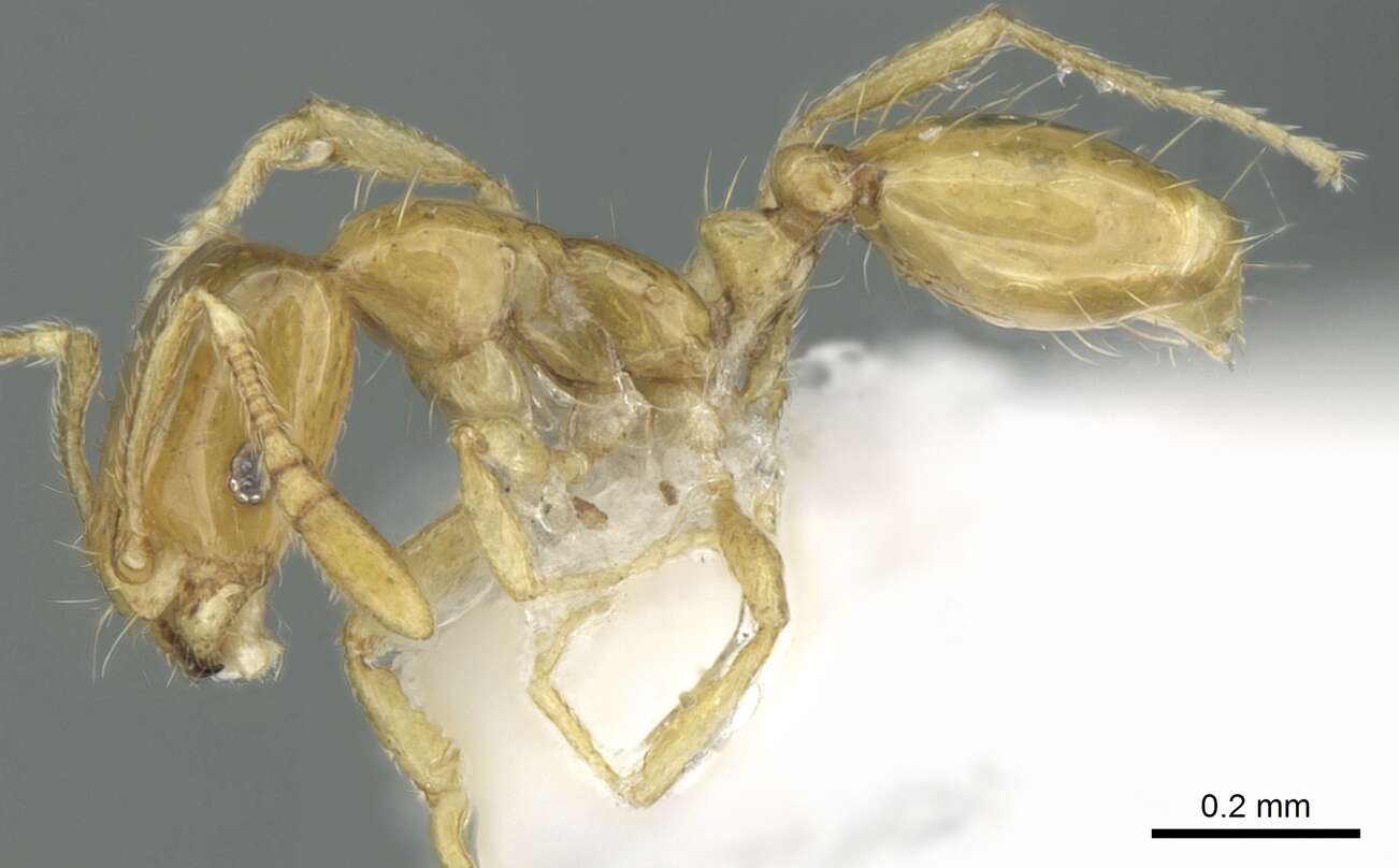 Image of Monomorium exiguum Forel 1894