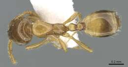 Image of Monomorium exiguum Forel 1894