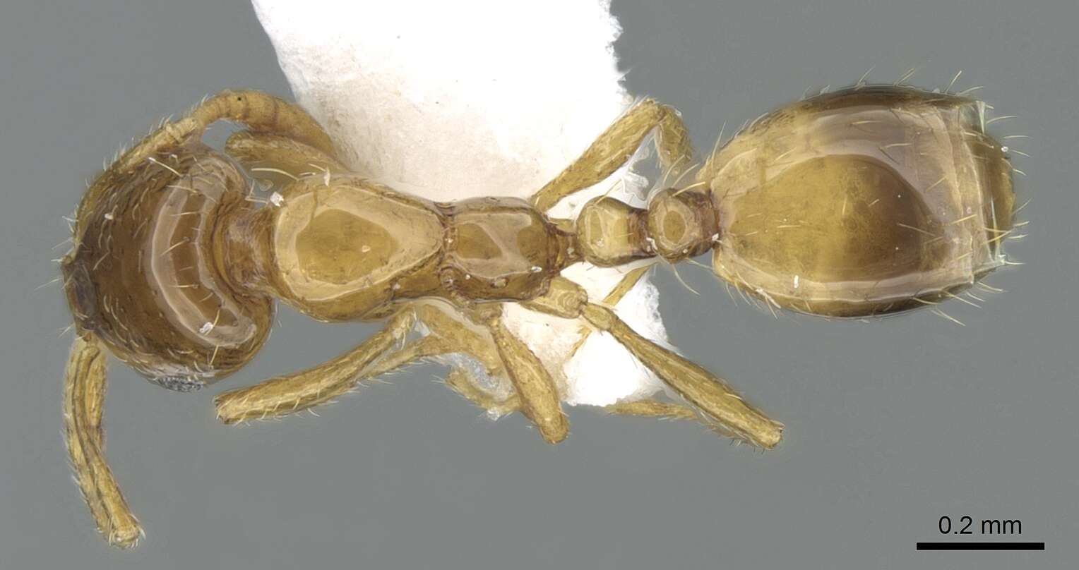 Image of Monomorium exiguum Forel 1894