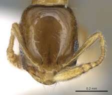 Image of Monomorium exiguum Forel 1894