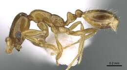 Image of Monomorium exiguum Forel 1894