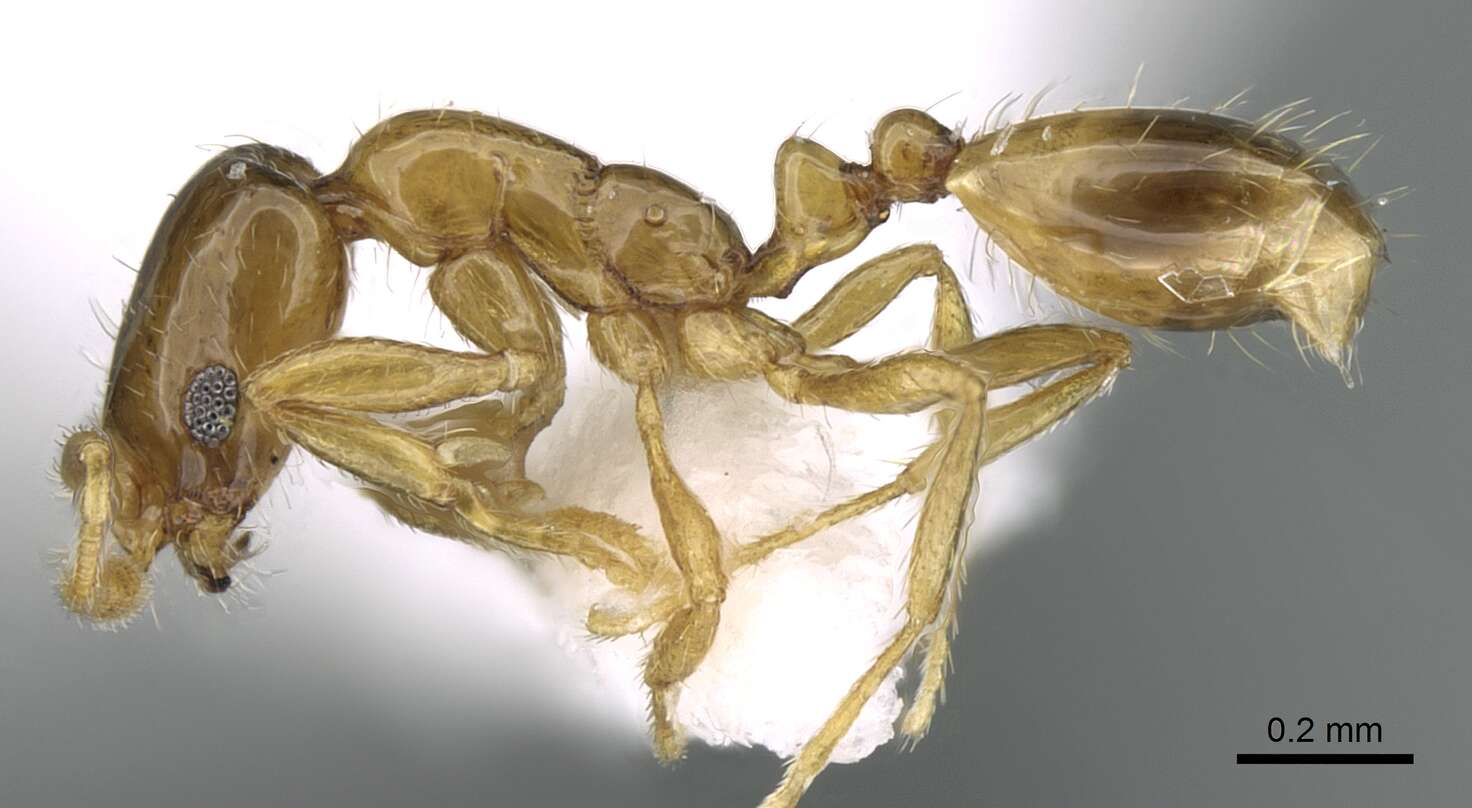 Image of Monomorium exiguum Forel 1894