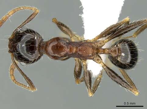 Image of Pheidole indica Mayr 1879