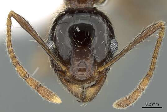 Image of Pheidole indica Mayr 1879