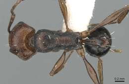 Image of Tetramorium