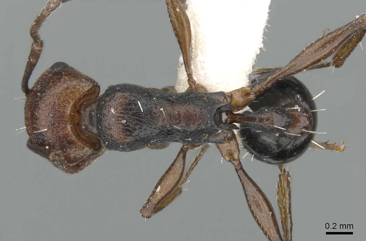 Image of Tetramorium