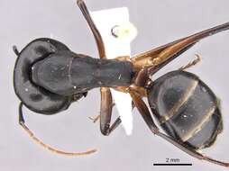 Image of Camponotus adenensis Emery 1893