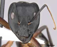 Image of Camponotus adenensis Emery 1893