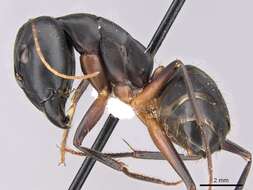 Image of Camponotus adenensis Emery 1893