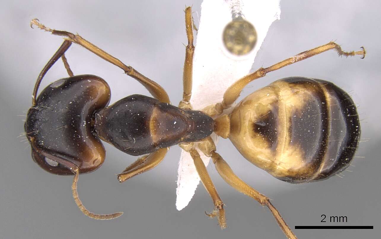 Image of Camponotus atlantis Forel 1890