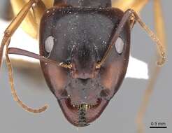 Image of Camponotus atlantis Forel 1890