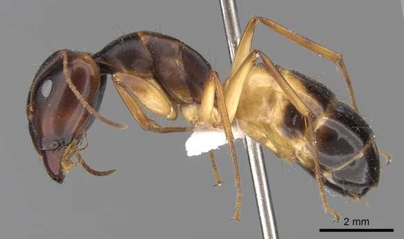 Image of Camponotus atlantis Forel 1890