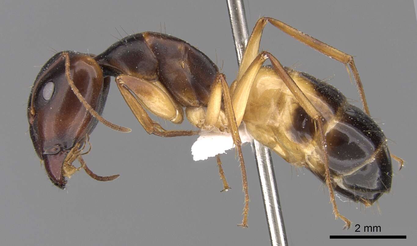 Image of Camponotus atlantis Forel 1890