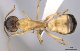 Image of Camponotus atlantis Forel 1890