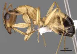 Image of Camponotus atlantis Forel 1890