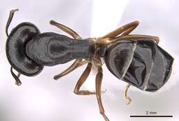 Image of Camponotus adenensis Emery 1893