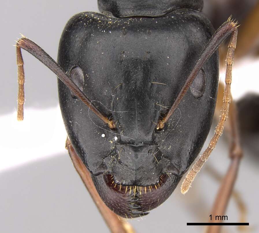 Image of Camponotus adenensis Emery 1893