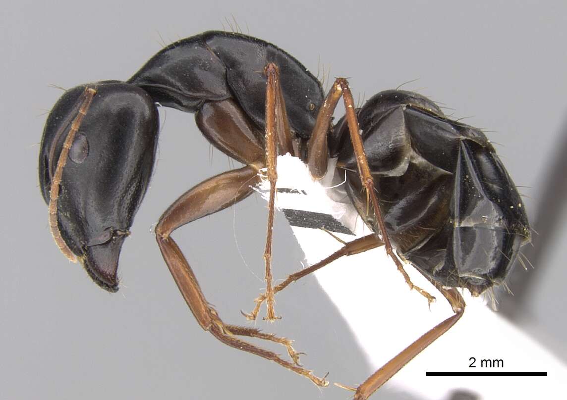 Image of Camponotus adenensis Emery 1893