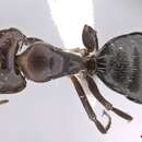 Plancia ëd Camponotus ilgii Forel 1894