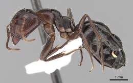 Image of Camponotus ilgii Forel 1894