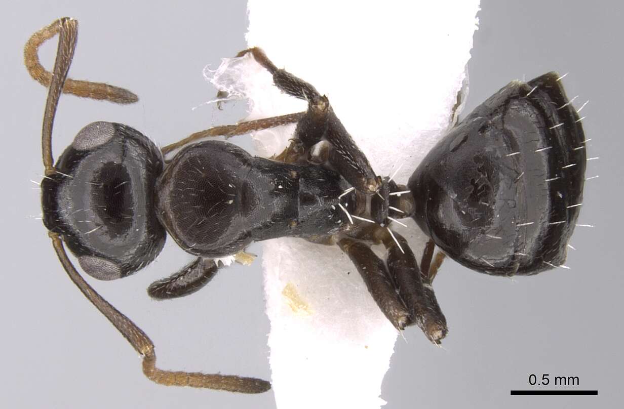 Plancia ëd Camponotus ilgii Forel 1894