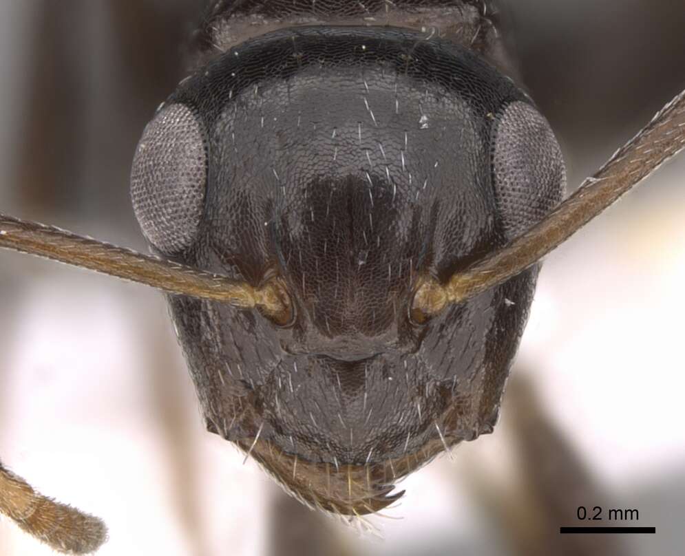 Image of Camponotus ilgii Forel 1894