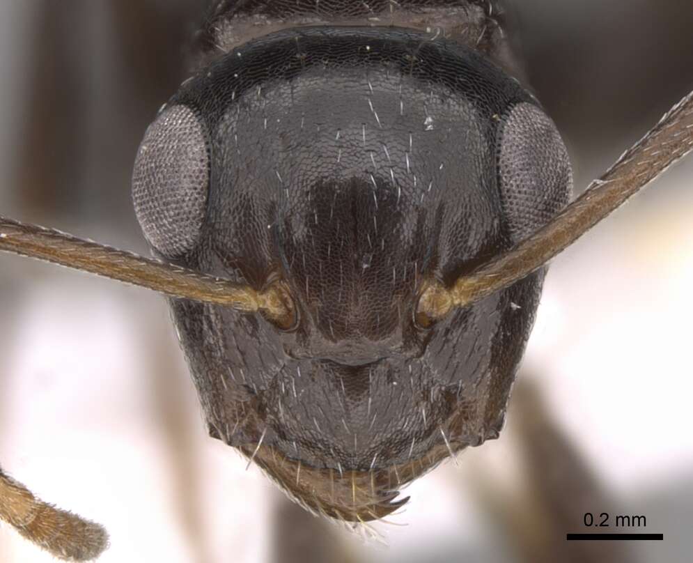 Plancia ëd Camponotus ilgii Forel 1894