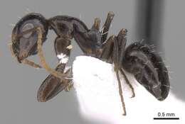 Image of Camponotus ilgii Forel 1894