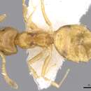 Image of <i>Plagiolepis juddi</i>