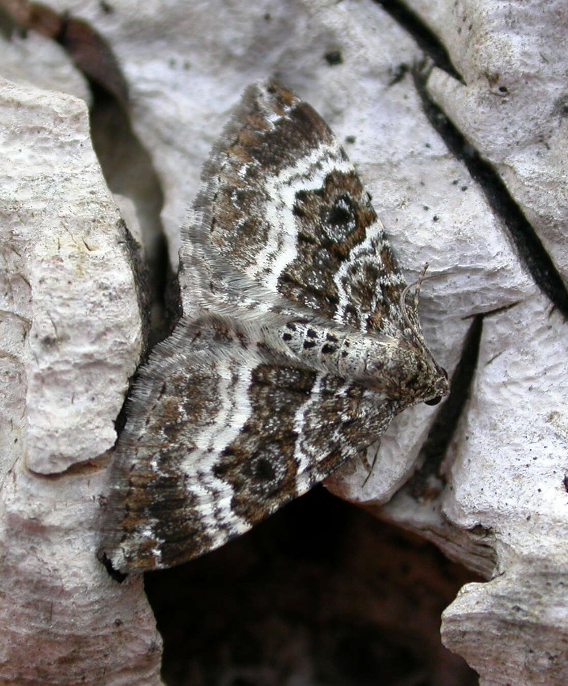 Image of common carpet