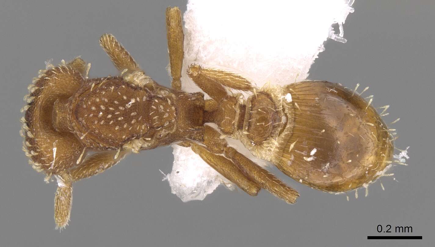 Image of Strumigenys emmae