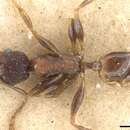 Image of Pheidole akermani Arnold 1920