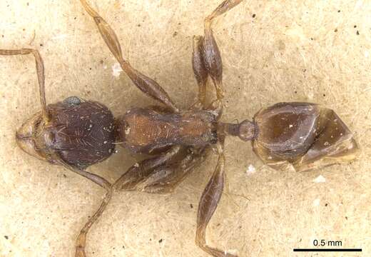 Image of Pheidole akermani Arnold 1920