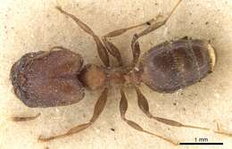 Image of Pheidole akermani Arnold 1920