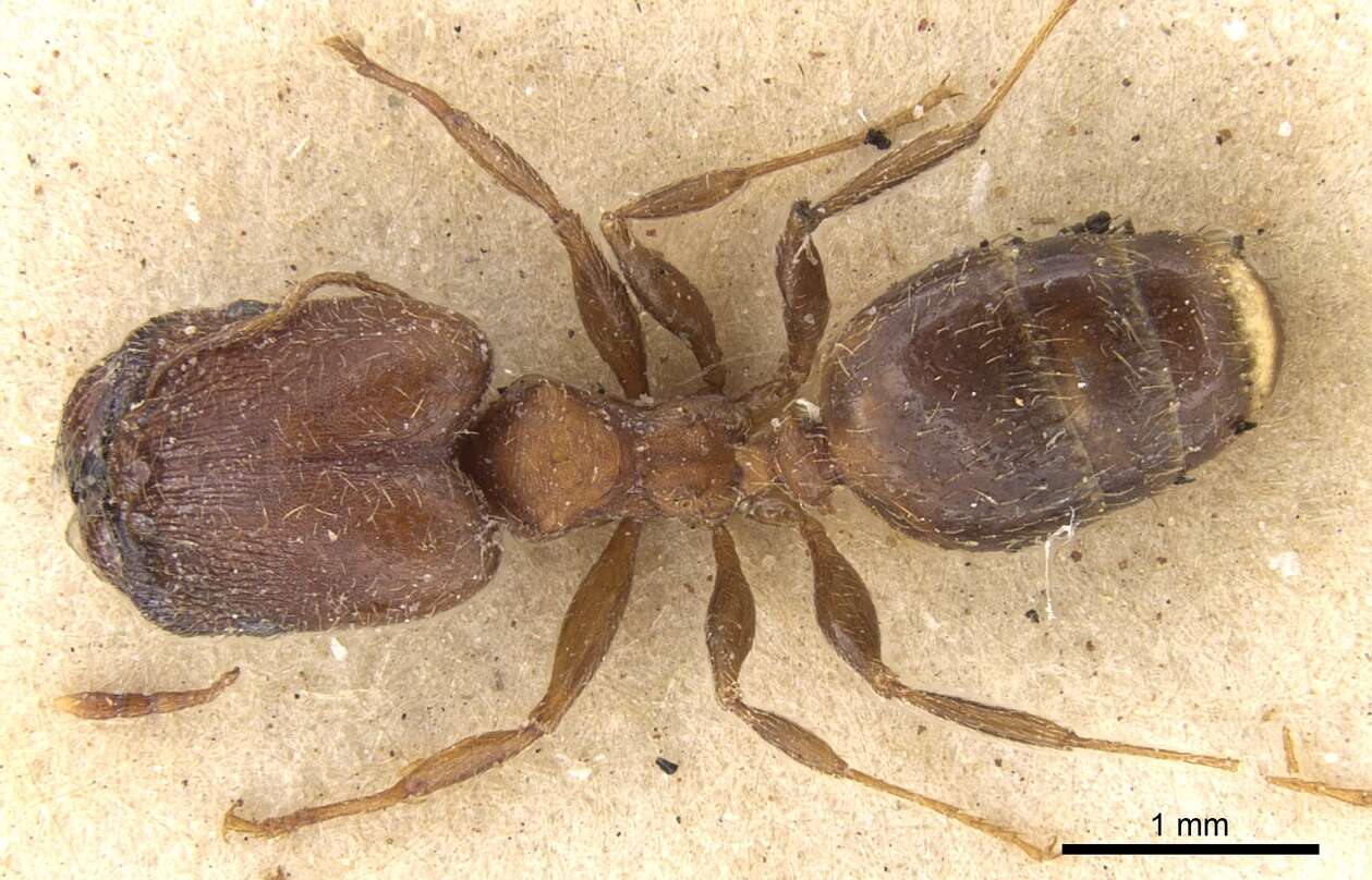 Image of Pheidole akermani Arnold 1920