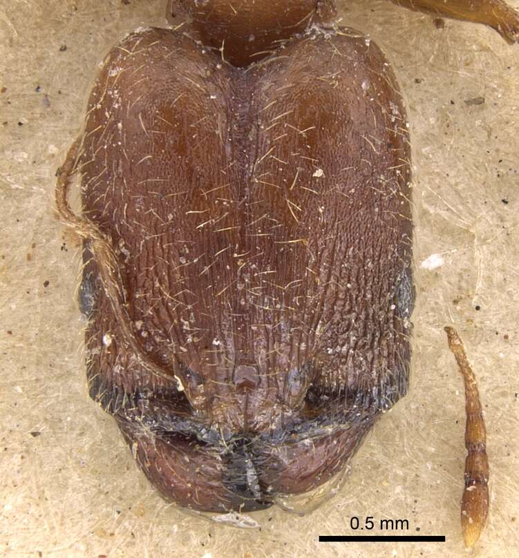 Image of Pheidole akermani Arnold 1920