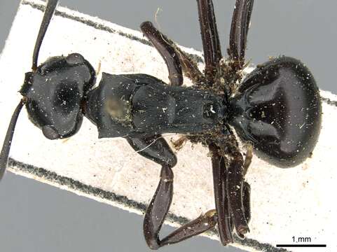 Image of Polyrhachis fuscipes Mayr 1862